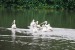 pelikán bílý.jpg